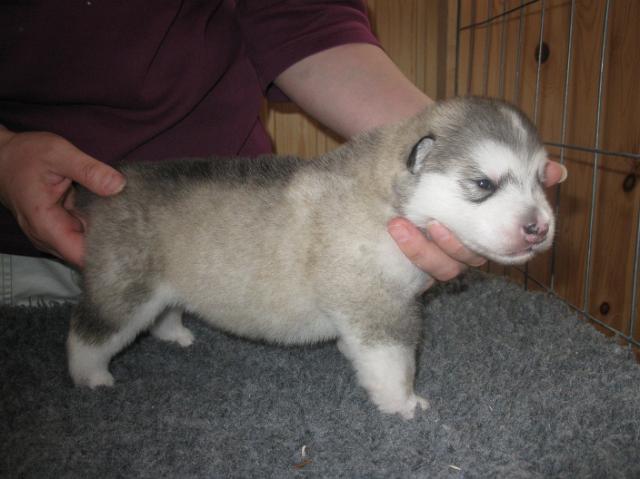 Annan pennut-pups180510083.JPG - 18.5.2010